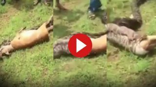 Azgar Ka Video: मुंह खोला और हिरण को पूरा निगल गया अजगर, आगे का नजारा देख सिहर जाएंगे | देखें वीडियो