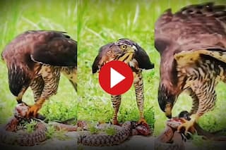 Baaz Ka Video: सांप का शिकार करते हुए लाइव कैमरे में कैद हुआ बाज, दिखा हिला देने वाला नजारा | देखिए वीडियो