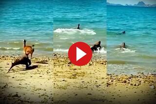 Wild Amimal Video: कोमोडो ड्रैगन को देखते ही पानी में भागा हिरण, मगर पलटकर देखा तो वहीं सूख गया- देखें वीडियो