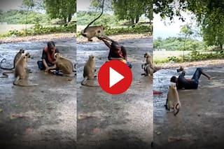 Bandar Ka Video: चिप्स नहीं दिया तो शख्स के बाल पकड़कर झूल गया बंदर, ऐसी पटकी मारी हिल गया बेचारा- देखें वीडियो