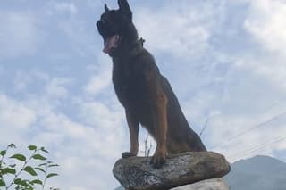 'Zoom' - Army's Assault Dog Who Helped Kill 2 Terrorists In Kashmir Succumbs To Injuries