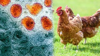 Bird Flu: एवियन इन्फ्लूएंजा क्या है, इंसानों में भी फैल सकता है यह वायरस