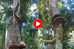 Viral Video: Huge Python Wraps Around Tree To Climb It With This Mesmerising Technique. Watch