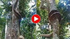 Azgar Ka Video: शिकार देख दोगुने रफ्तार से पेड़ पर चढ़ गया अजगर, नजारा देखते ही सहम उठे लोग- देखें वीडियो