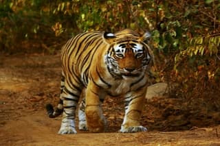 Bagh Ka Hamla: आदमखोर बाघ को चाहकर भी पकड़ नहीं पा रही वन विभाग की टीम, शौच गए युवक को भी बनाया निशाना
