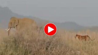 Viral Video: Tiger Tries To Hunt Elephant, Runs Away Like A Scared Little Cat. Watch