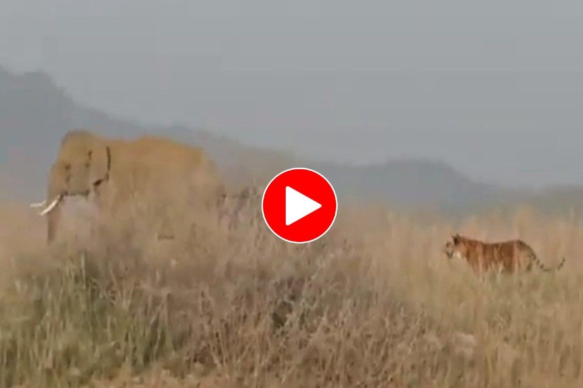 Viral Video: Tiger Tries To Hunt Elephant, Runs Away Like A Scared Little  Cat. Watch