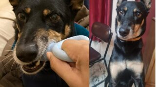 August Goes Missing! Pet Owner Flies From London To Meerut To Find The Lost Dog