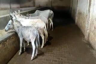 शाहजहांपुर की गोशाला में गधों की हो रही सेवा, बेहाल है गोवंश; Video वायरल