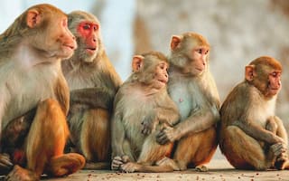 Yes, It's True! Monkeys Own 32 Acres of Land in This Maharashtra Village