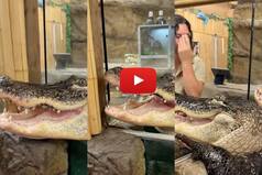 Viral Video: Hungry Alligator Tries To Eat Woman, She Just Laughs It Off. Watch