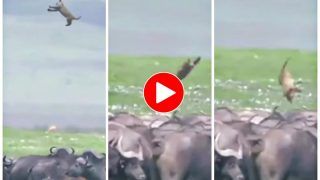 Viral Video: Buffalo Herd Tosses Lion Cub In The Air With Their Horns Like Football. Watch