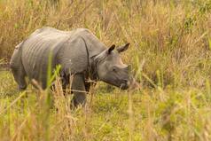 Good News! Get Ready To Safari As Kaziranga National Park & Tiger Reserve Opens For This Season
