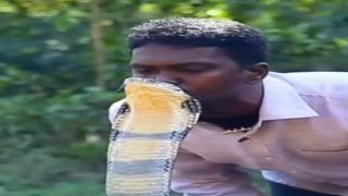 Man Kissing Cobra On Its Head Takes Netizens On A Roll, See Video Here