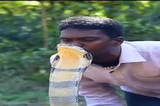 Man Kissing Cobra On Its Head Takes Netizens On A Roll, See Video Here