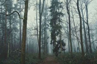 Optical Illusion: Can You Find The Sleeping Fox Hidden In This Forest Within 20 Seconds?