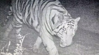 Cameras Capture Elusive Tiger Cub Roaming in MANIT Campus in Bhopal | See Pic