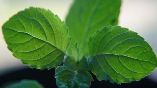 Tulsi Leaves: सेहत के लिए चमत्कार है तुलसी का पत्ता, कैंसर से लेकर डायबिटीज तक कई बीमारियों में लाभकारी