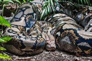 6-Foot-Long Python Spotted Crawling in Graveyard in Hyderabad's Falaknuma, Video Will Give You Chills | Watch
