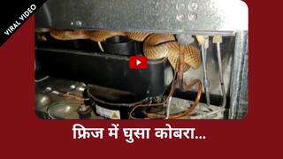 फ्रिज में घुसा कोबरा, नजारा देख सहम गया पूरा गाँव, वीडियो देख कांप उठेंगे आप| Watch Video