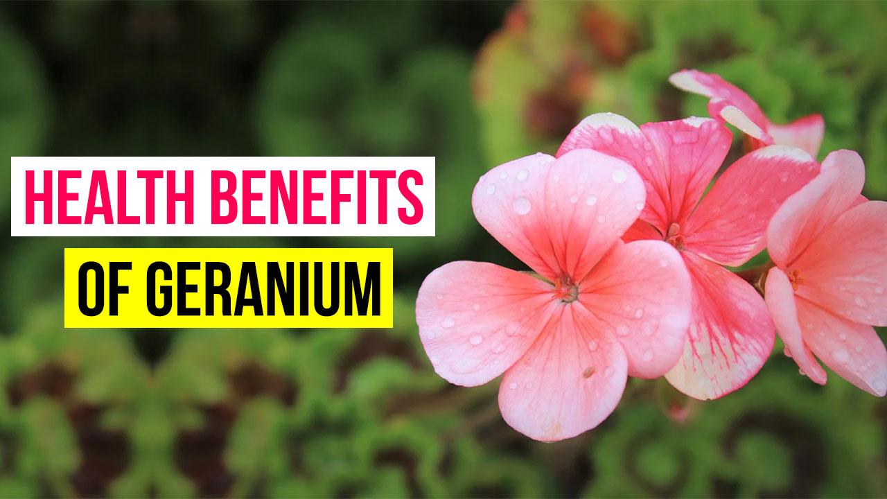 Geranium Oil Can Heal Wounds And Fight Off Bacterial Infections, Know The Benefits Of This Oil| Watch Video