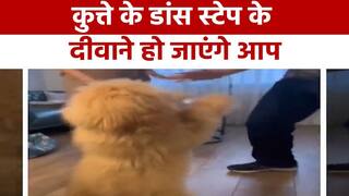 Viral Video: पंजाबी गाने पर डॉगी ने लगाए ऐसे ठुमके जैसे मानो कोई डांसर हो| देखें दिल जीत लेने वाला वीडियो