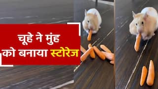 Viral Video: चूहे ने एक साथ मुंह में भर ली 9 गाजर, फिर देखें क्या हुआ | Watch Video