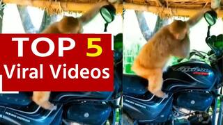 Bandar Ka Video: आईने में खुद की शक्ल देख बंदर का घुम गया सिर, शीशे में देखें कैसे करने लगा ताक-झाक | Watch Video