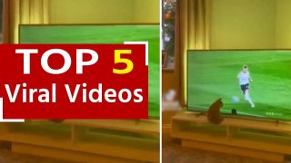 Viral Video: टीवी के अंदर खिलाड़ियों को फुलबॉल खेलते देख बॉल पकड़ने को बेचैन हुई बिल्ली, वीडियो देख हंसी से लोट-पोट हुए लोग