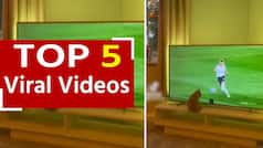 Viral Video: टीवी के अंदर खिलाड़ियों को फुलबॉल खेलते देख बॉल पकड़ने को बेचैन हुई बिल्ली, वीडियो देख हंसी से लोट-पोट हुए लोग