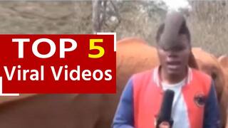 Viral Video: लाइव रिपोर्टिंग के दौरान कैमरे के सामने ही हाथी ने कर दी रिपोर्टर के नाक में उंगली, Video देख हंसी नहीं हुई कंट्रोल | Watch Video