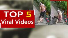 Viral Video: नन्हें डॉगी ने बुजुर्ग महिला के बैठने के लिए खिसकाया स्टूल, जरूर देखें यह वीडियो | Watch Video