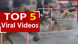 Viral Video: अस्पताल के इमरजेंसी वार्ड में घुसकर बंदर ने मचाया उत्पात, मरीजों की डर के मारे हालत हुई खराब | Watch Video