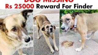 13-Year-Old Dog Missing For A Month, Owner Pitches Rs 25000 Reward In Desperate Attempt To Find Her
