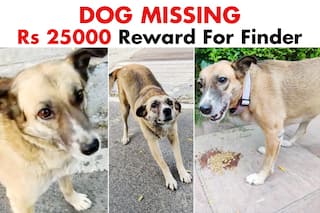 13-Year-Old Dog Missing For A Month, Owner Pitches Rs 25000 Reward In Desperate Attempt To Find Her