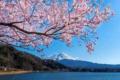 Cherry Blossom Festival 2022: जापान ही नहीं, भारत में यहां भी होता है चेरी ब्लॉसम फेस्टिवल, जानिये कब से हो रहा शुरू?