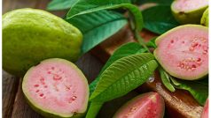 Benefits Of Guava: अमरूद के पत्ते हैं फायदेमंद, इस्तेमाल करते ही इन समस्याओं से मिलेगी राहत