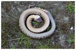 Residents of Ghaziabad Society Getting Rashes, Infections For Two Months, Turns Out To Be A Cobra Was. . .