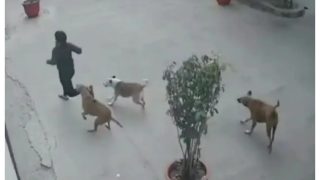 Stray Dogs Attack 11-year-old In Ramprastha Society, Ghaziabad | VIDEO Inside