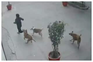 Stray Dogs Attack 11-year-old In Ramprastha Society, Ghaziabad | VIDEO Inside