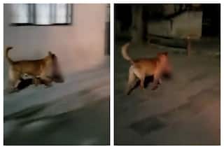 Dog Seen Carrying Human Head In Mexico, Investigation Leads To SHOCKING Discovery