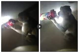 Video: Monkey Enjoys Beer Straight From The Can, Wanna Say Cheers!