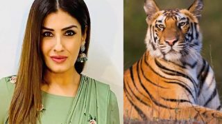 वीडियो देख Tiger के लिए छलका रवीना टंडन का दर्द, पत्थर मार रहे लोगों को सुना दी खरी-खोटी