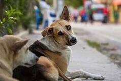 Viral: Fight Breaks Out Among Women In Ghaziabad Apartment Complex Over Ban On Stray Dogs