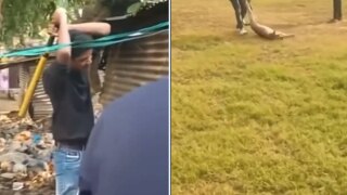 Shameful! Pregnant Dog Thrashed To Death In Delhi, Body Dragged Across College Campus. Horrific Video Emerges