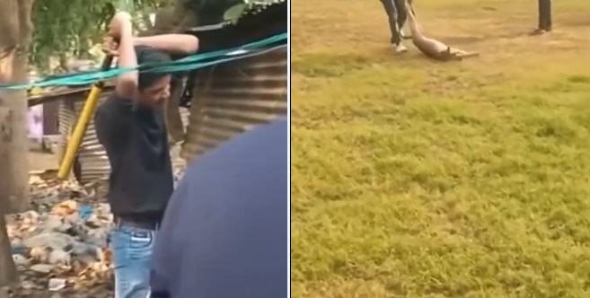 Pregnant Dog Thrashed To Death In Delhi, Body Dragged Across College Campus. Horrific Video Emerges