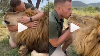 Viral Video: Man Kisses Lion, Cuddles With Him Lovingly. Watch Heartwarming Clip