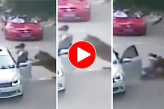 Sher Ka Video: गाड़ी में बैठने ही वाली थी लड़की तभी घसीटकर ले गया शेर, आगे जो हुआ सोच भी नहीं सकते- देखें वीडियो