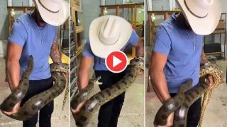 Viral Video: Man Picks Up Giant Anaconda, Gets Bitten By Snake Multiple Times. Watch