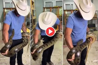 Viral Video: Man Picks Up Giant Anaconda, Gets Bitten By Snake Multiple Times. Watch